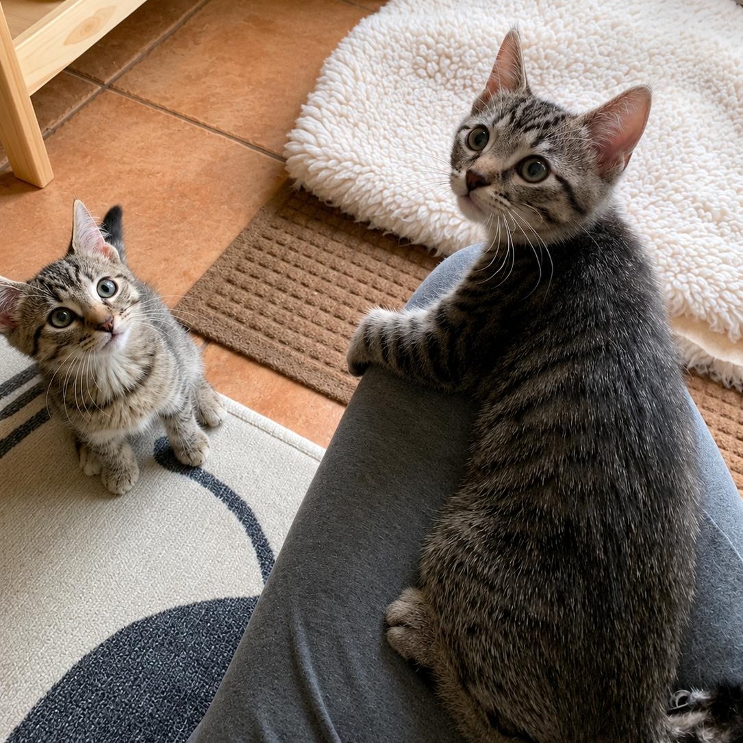 Jack & Jill, a ADOPTABLE Domestic Short Hair in LAKE HOPATCONG, NJ image 2/2