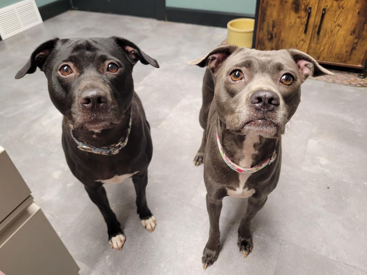 Enlarge Estelle, a Adoptable mixed breed in Lisbon, OH image 1/6