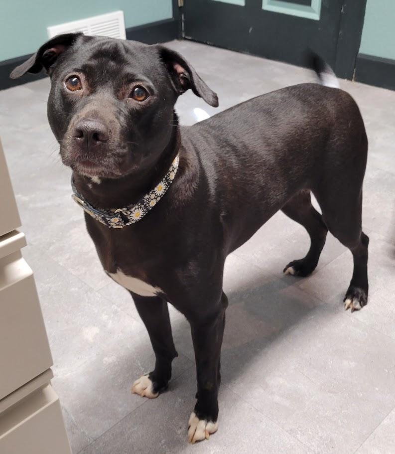 Enlarge Estelle, a Adoptable mixed breed in Lisbon, OH image 3/6