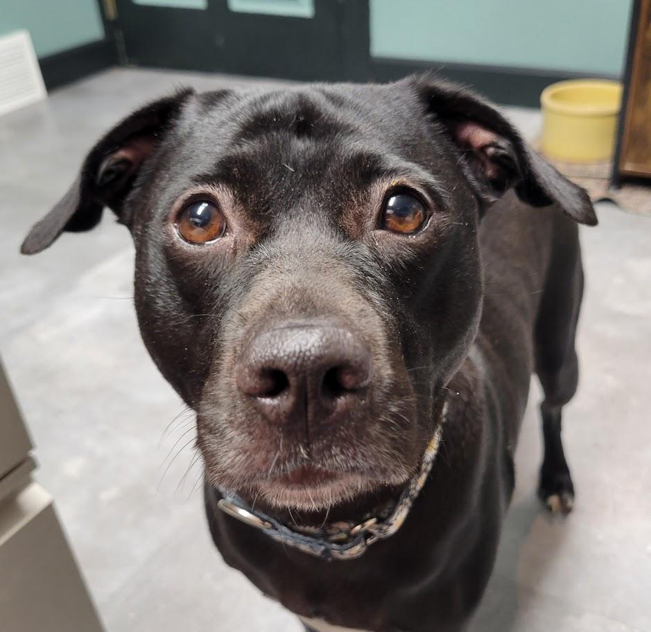 Enlarge Estelle, a Adoptable mixed breed in Lisbon, OH image 5/6