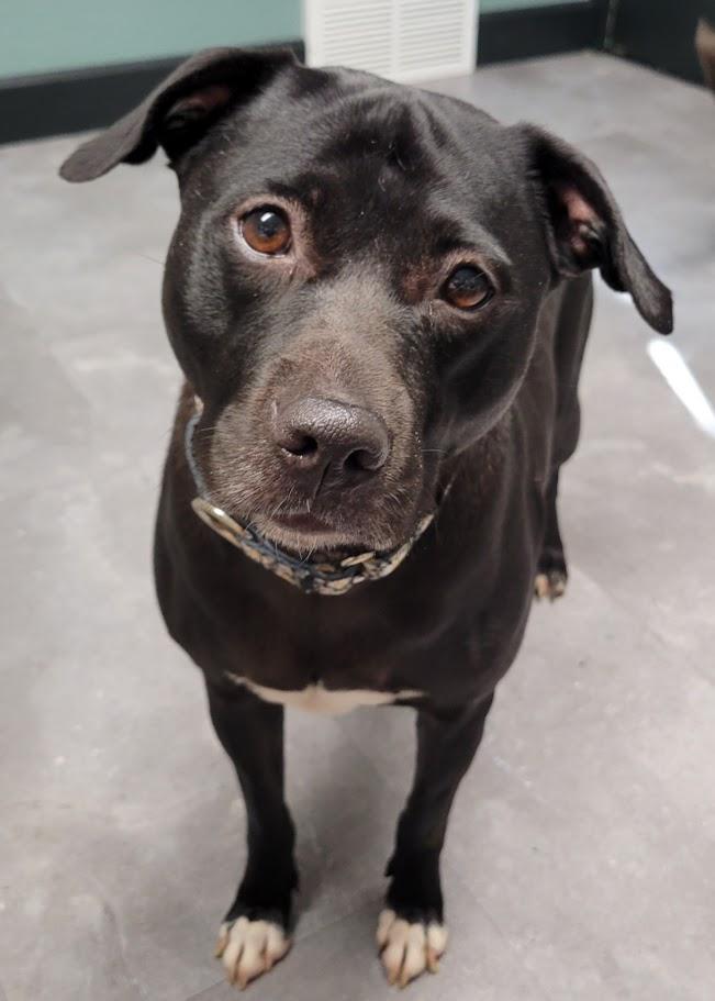 Enlarge Estelle, a Adoptable mixed breed in Lisbon, OH image 6/6