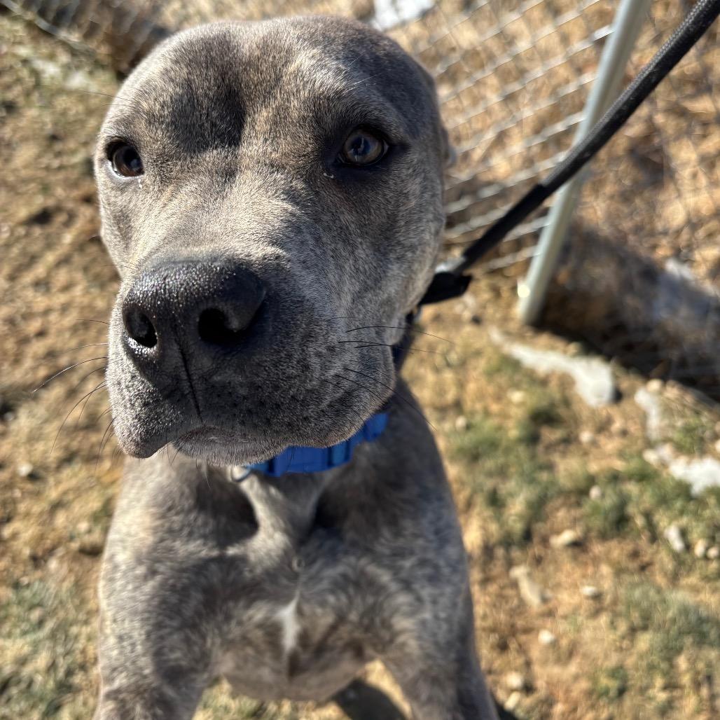 Carter *Coming Soon*, Adoptable, Young Male Mixed Breed.