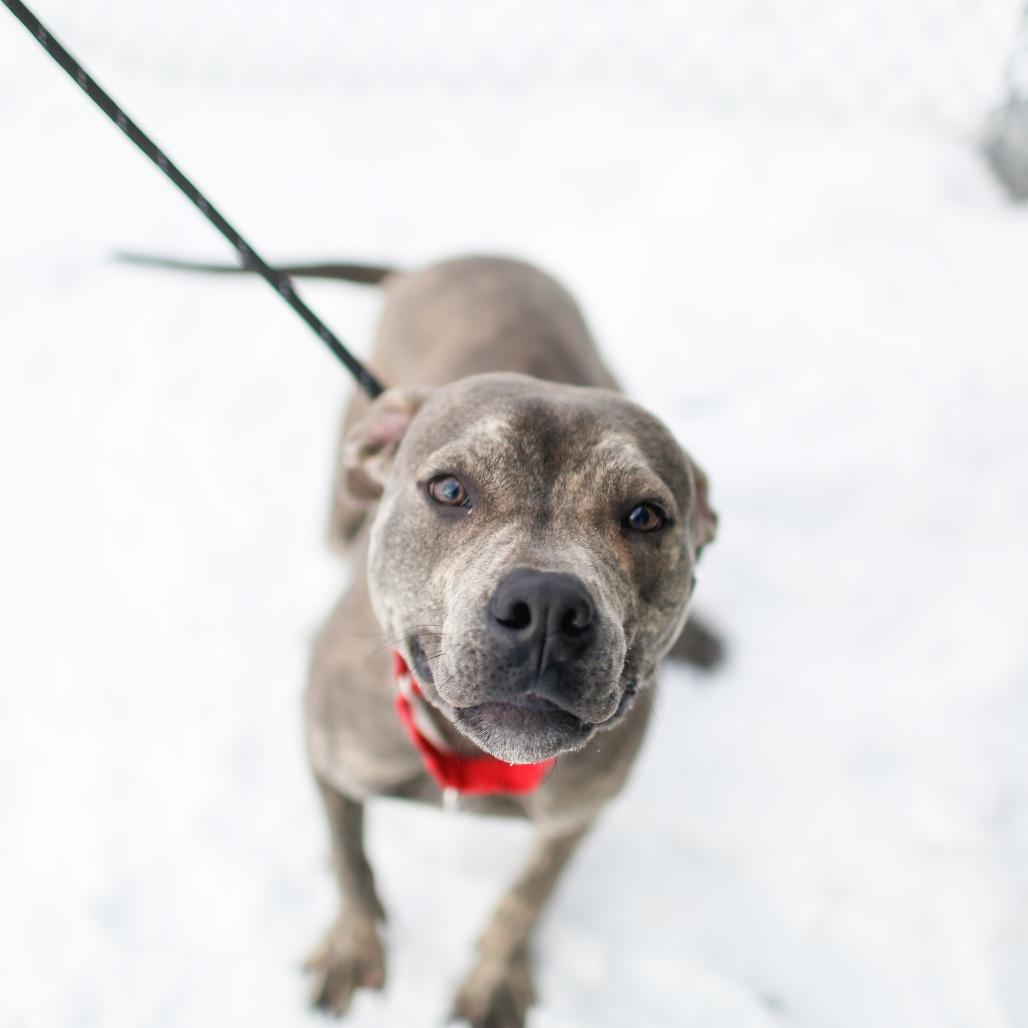 Carter, a Adoptable Mixed Breed in Dover, NH image 3/6