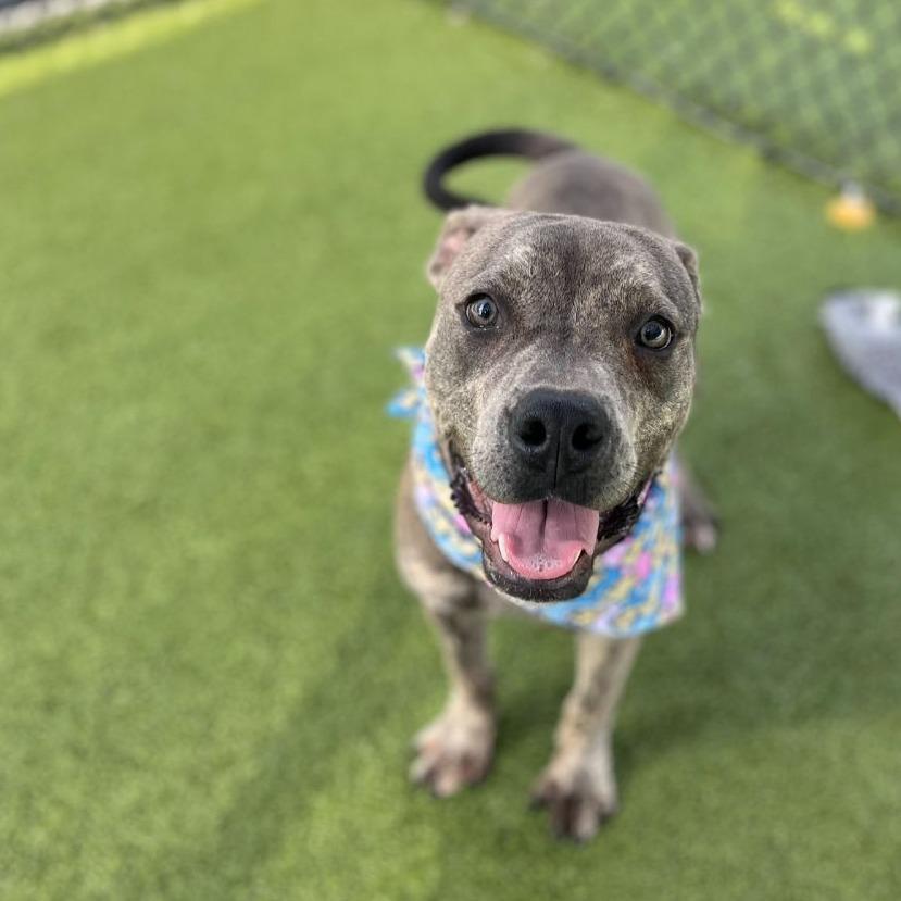 Carter, a Adoptable Mixed Breed in Dover, NH image 4/6