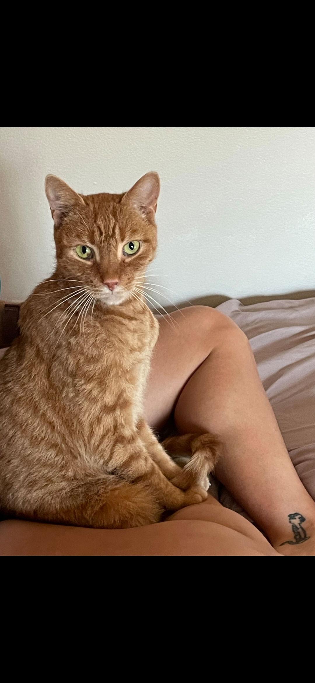 Ojo - Pro Snuggler, Adoptable, Adult Male Domestic Short Hair.