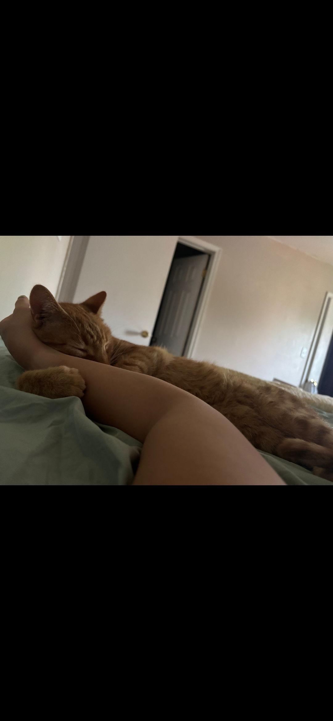 Ojo - Pro Snuggler, a Adoptable Domestic Short Hair in Harrisburg, PA image 2/3