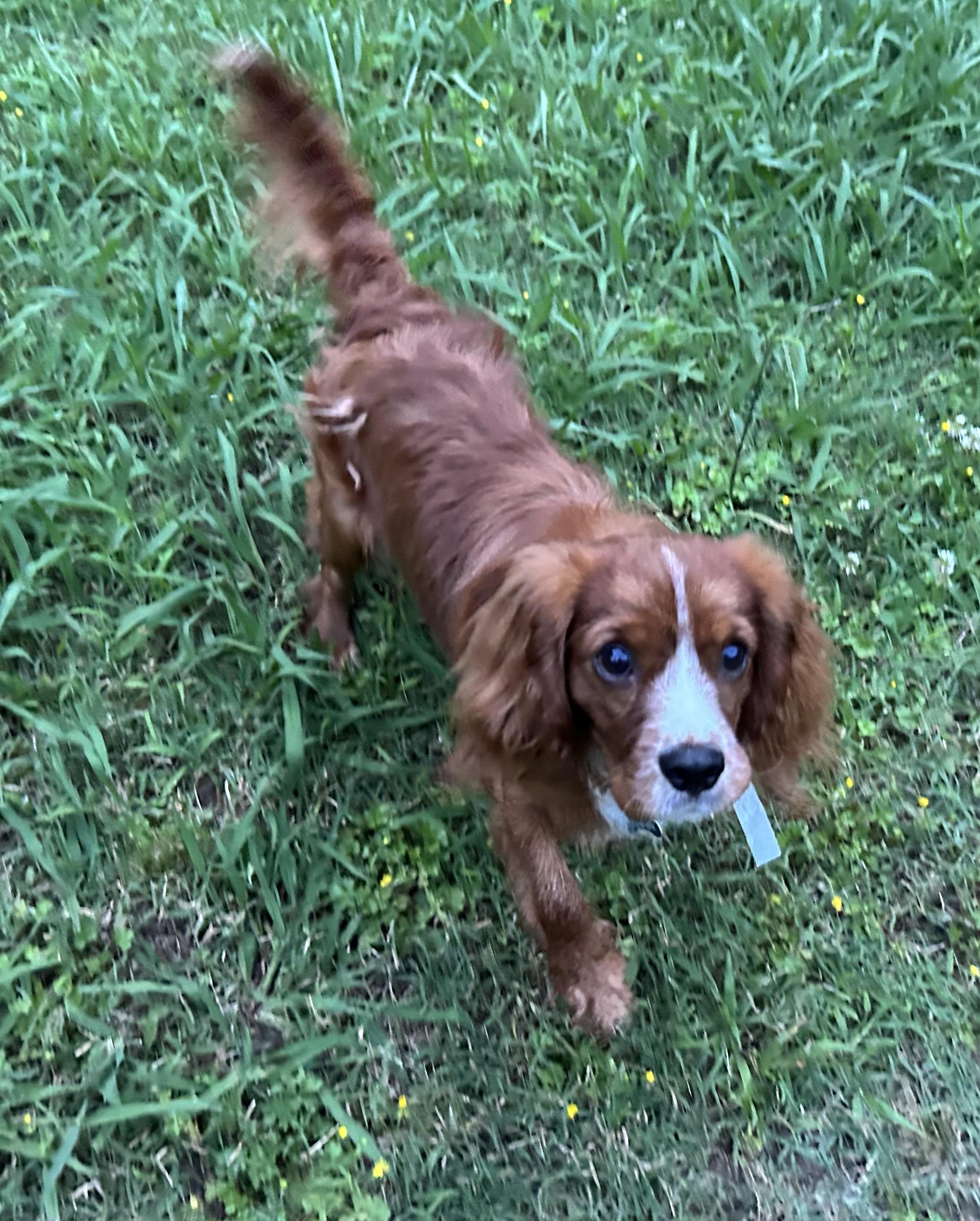 Benson