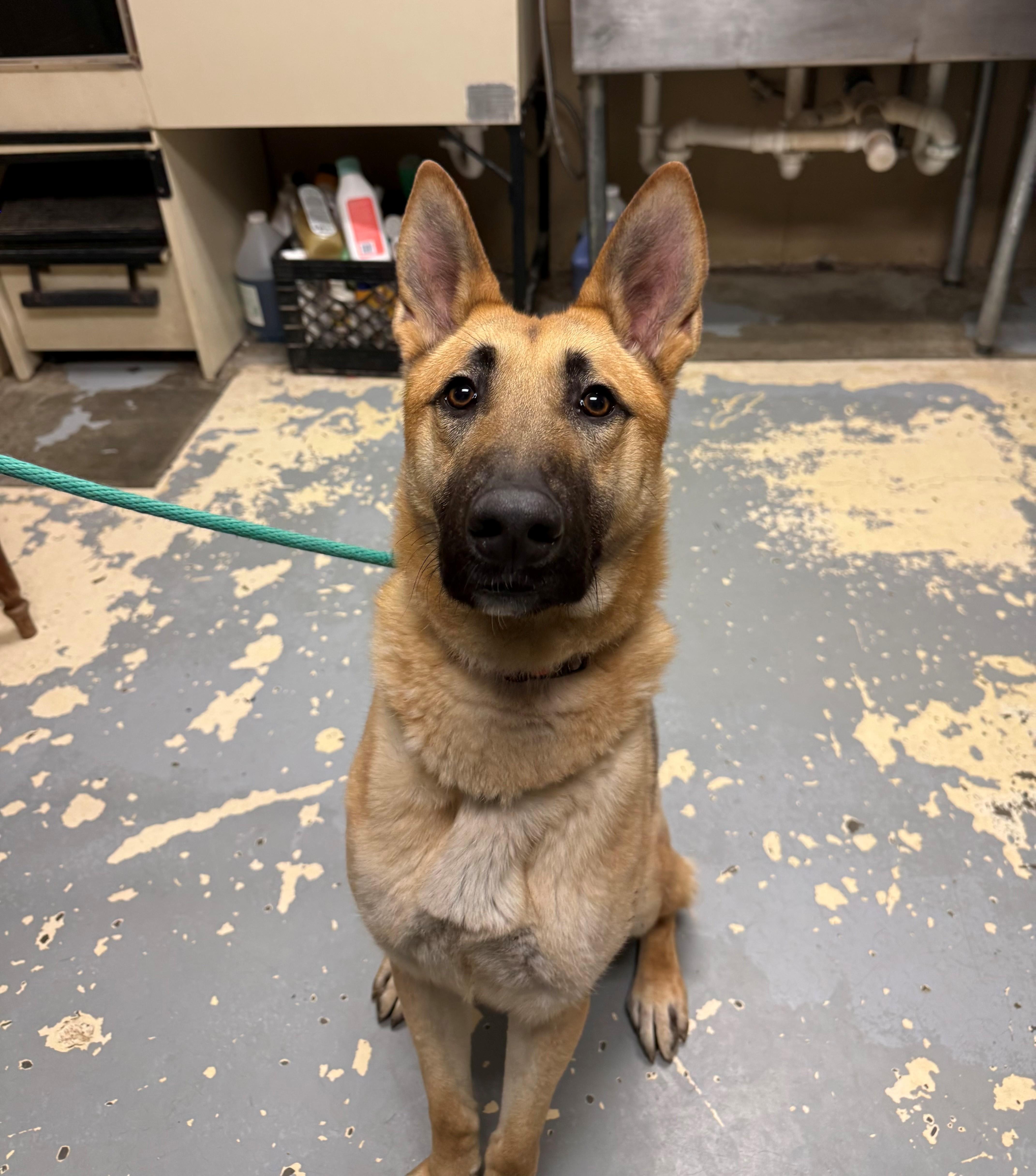 Enlarge Dinero, a ADOPTABLE mixed breed in East Northport, NY image 1/1