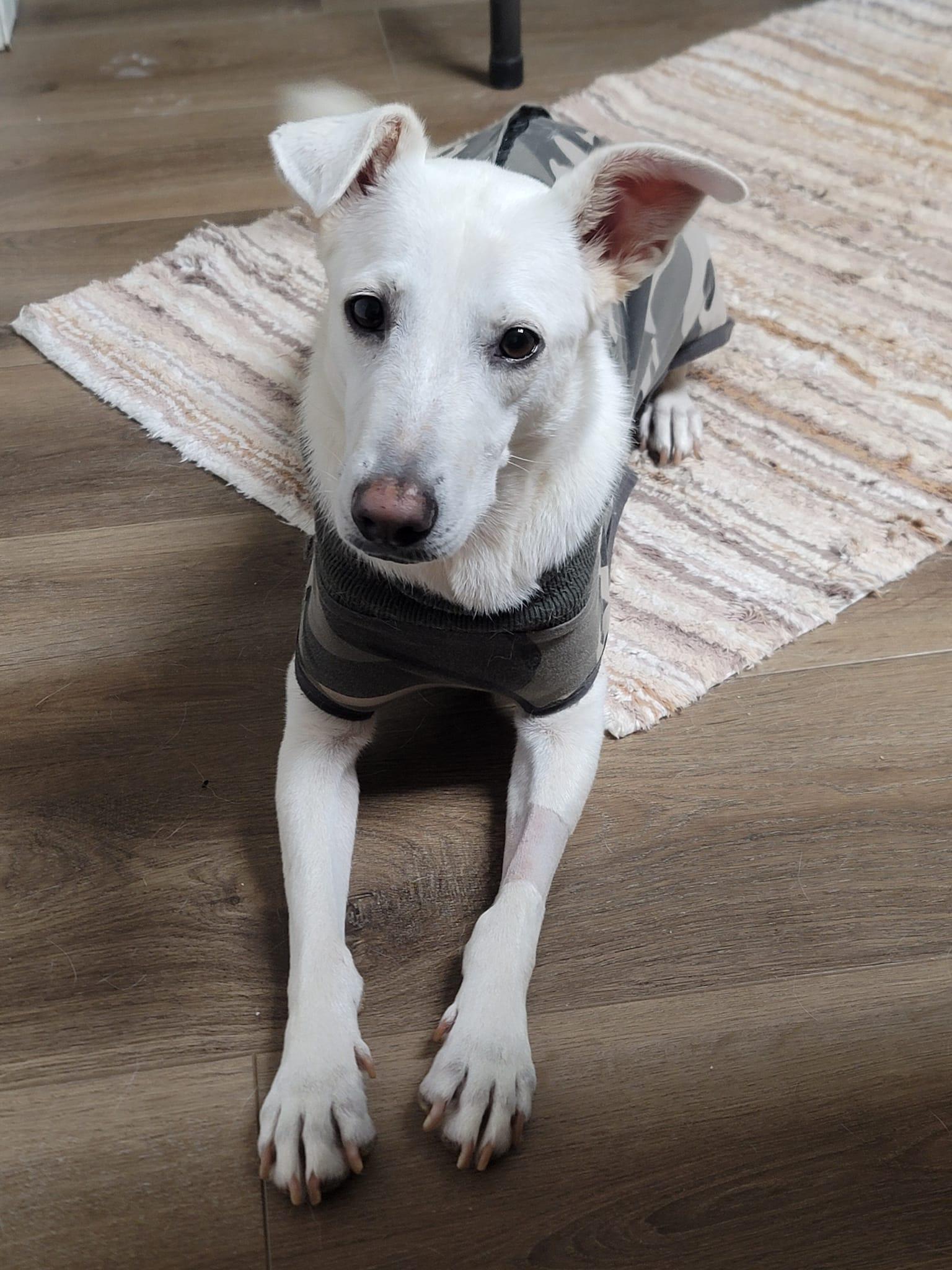 Enlarge Raina, a Adoptable White German Shepherd in Chamblee, GA image 1/3