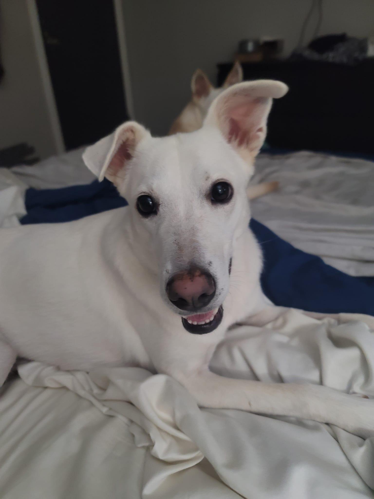 Enlarge Raina, a Adoptable White German Shepherd in Chamblee, GA image 2/3