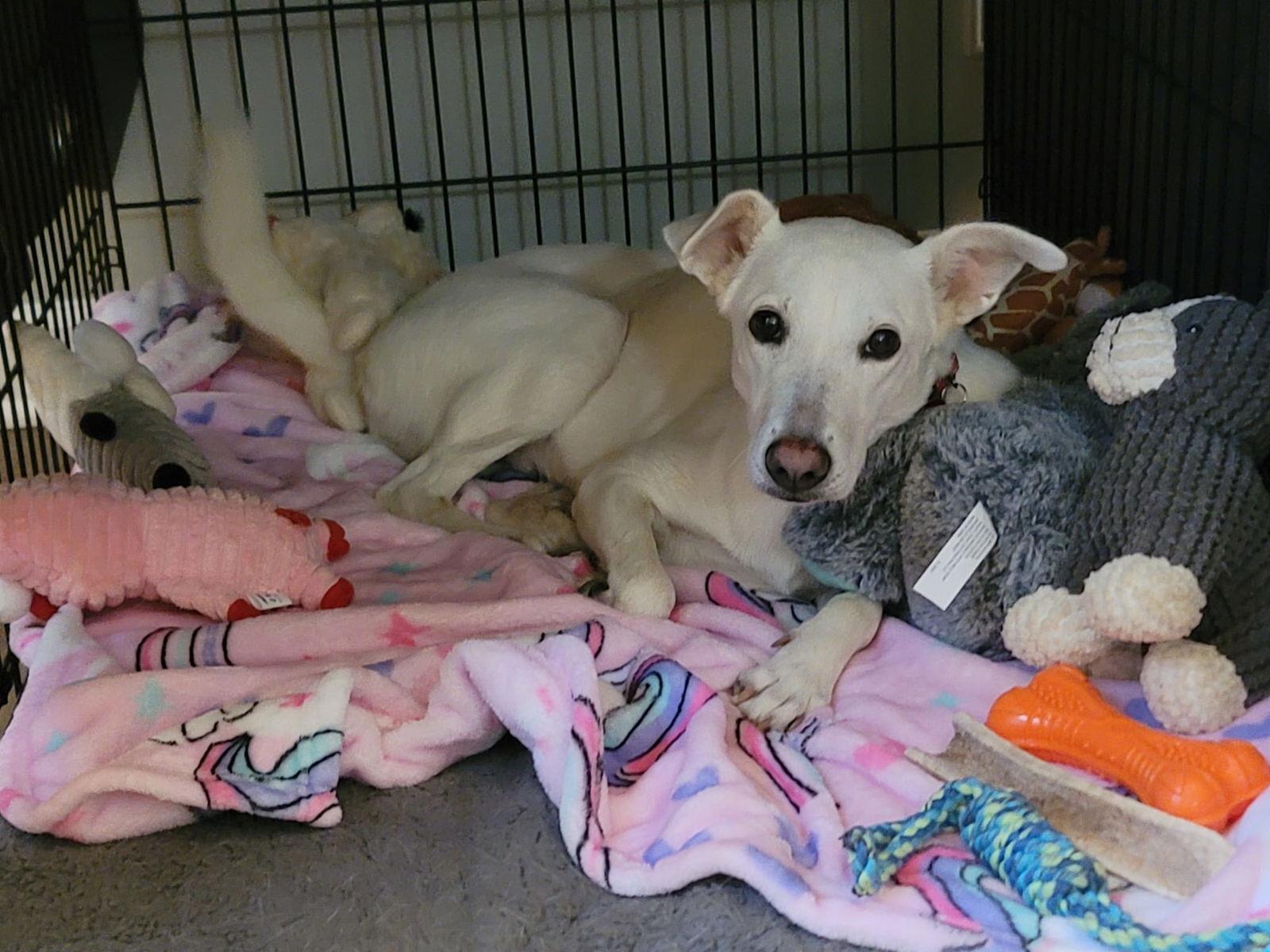 Enlarge Raina, a Adoptable White German Shepherd in Chamblee, GA image 3/3