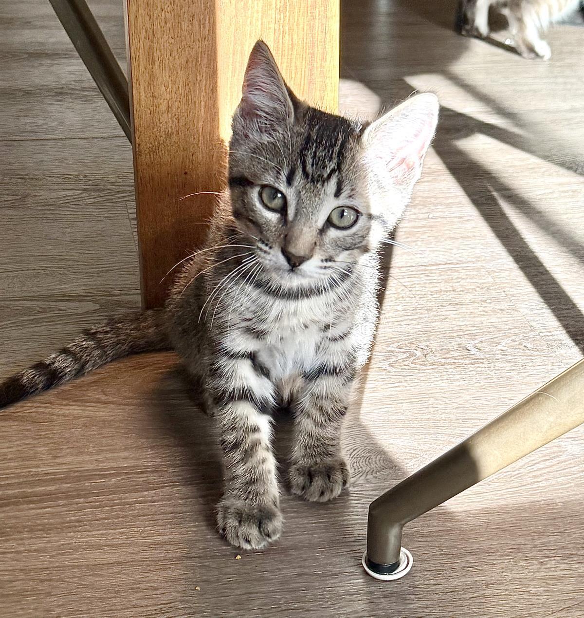 Enlarge Spades, a Adoptable mixed breed in Lincoln, CA image 1/5