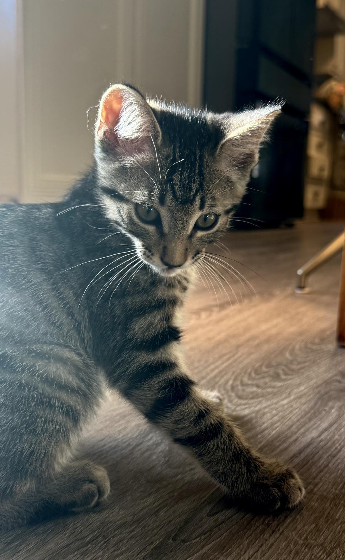 Spades, Adoptable, Kitten Male Domestic Short Hair.