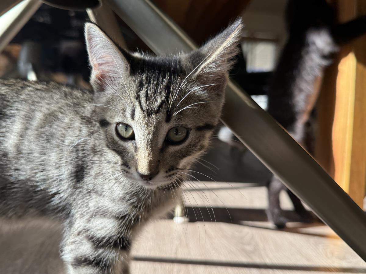 Enlarge Spades, a Adoptable mixed breed in Lincoln, CA image 5/5