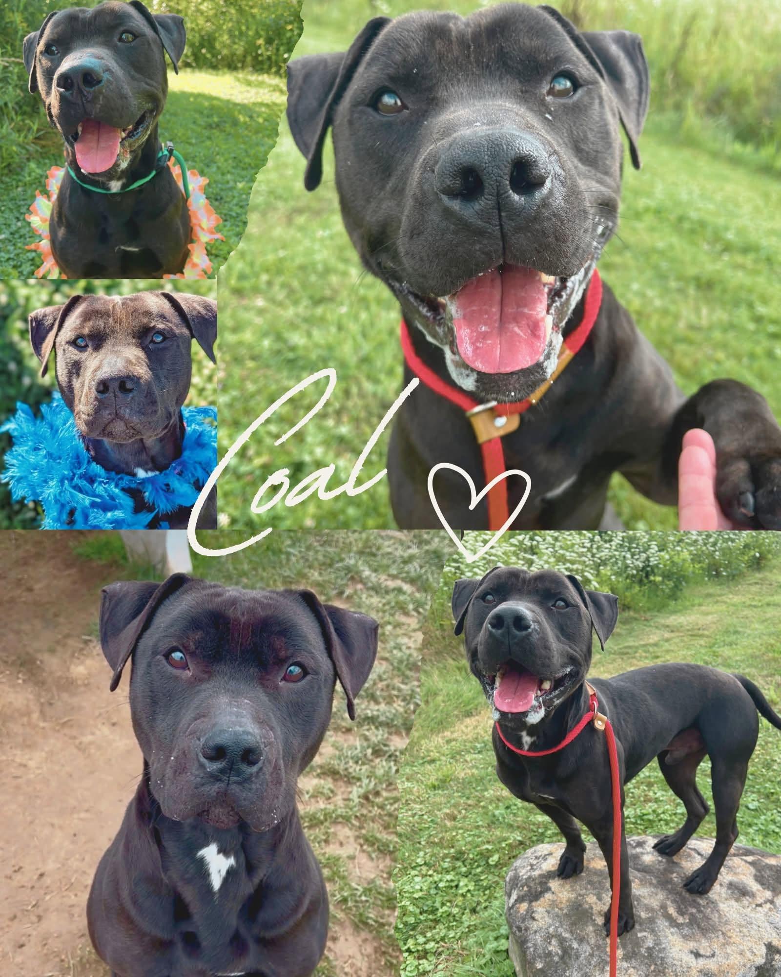Pound Dog-Coal #179858-Courtesy Listing, a Adoptable Pit Bull Terrier in Rootstown, OH image 1/3