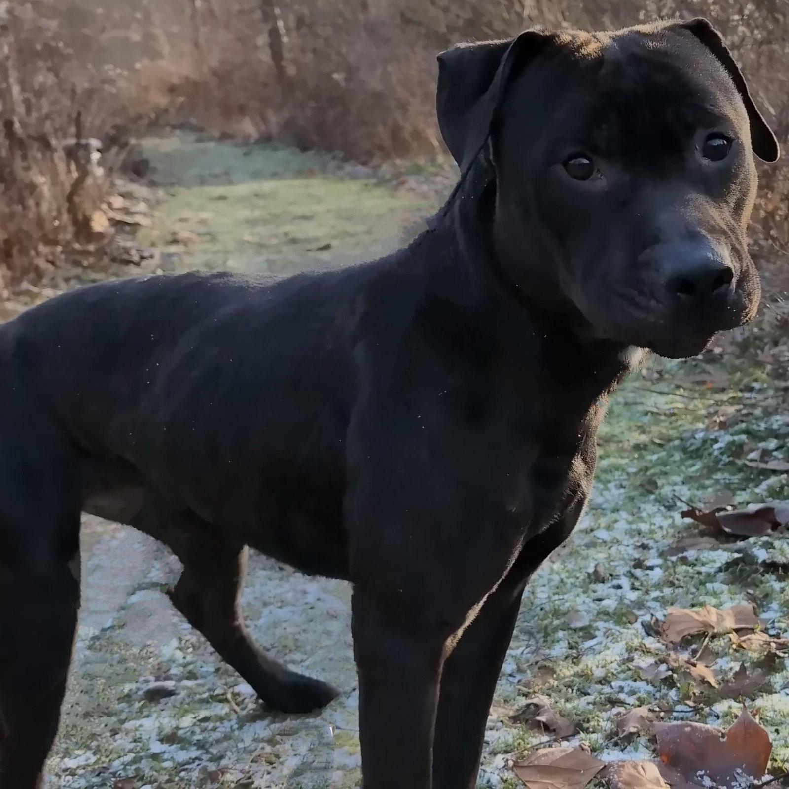 Enlarge Pound Dog-Coal #179858-Courtesy Listing, a Adoptable Pit Bull Terrier in Rootstown, OH image 3/3