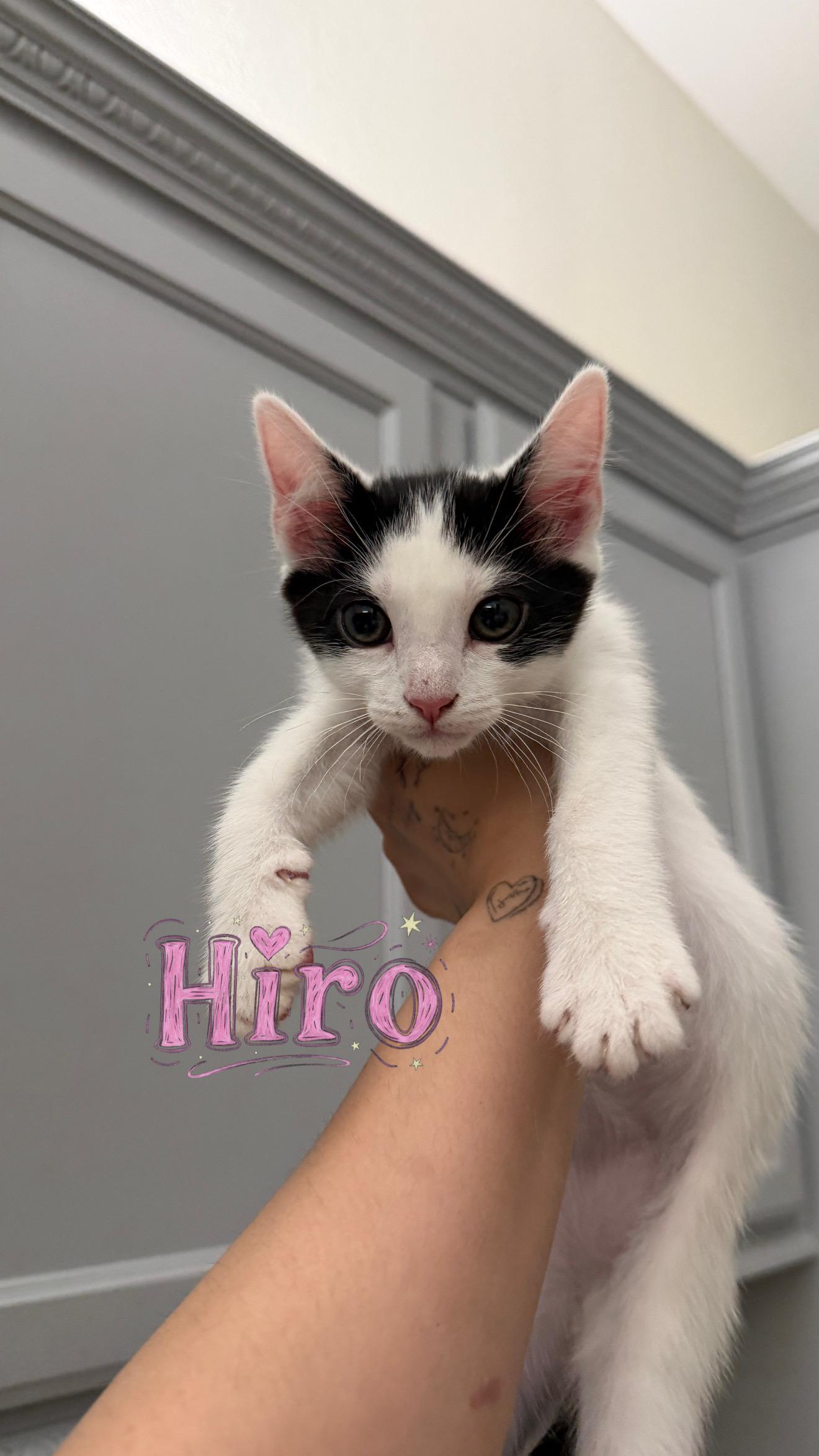Enlarge Hiro, an adopted Domestic Short Hair in Chandler, AZ image 1/1
