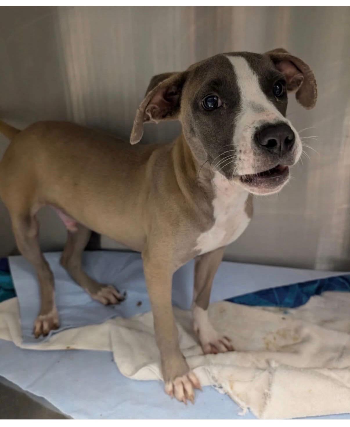 Enlarge Grayson, a Adopted mixed breed in Newfoundland, NJ image 3/3