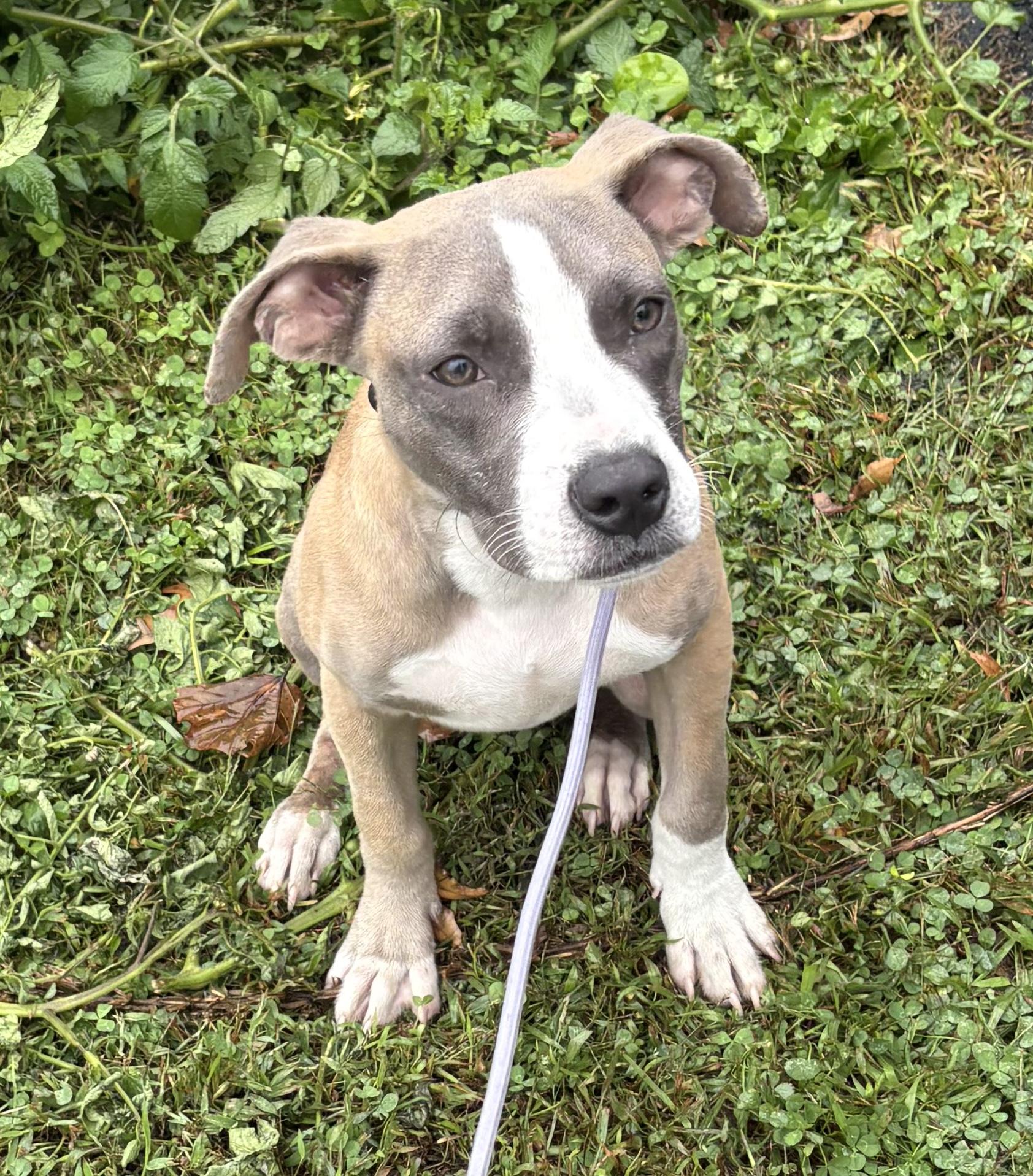 Enlarge Grayson, a Adopted mixed breed in Newfoundland, NJ image 1/3