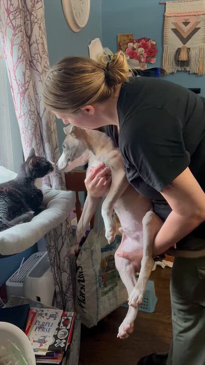 Enlarge Grayson, a Adopted mixed breed in Newfoundland, NJ video 2/3
