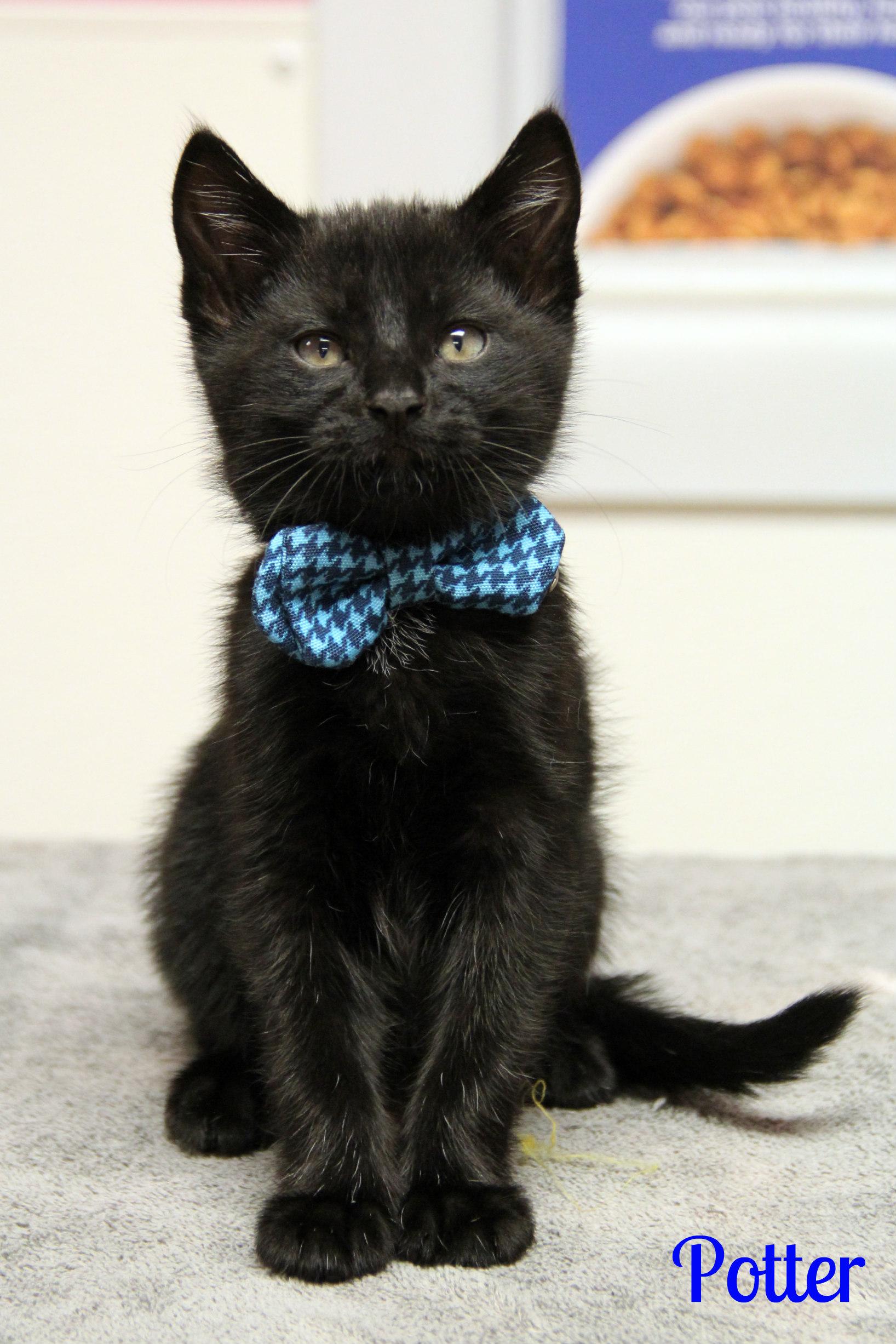 Potter, ADOPTABLE, Kitten Male Domestic Short Hair.