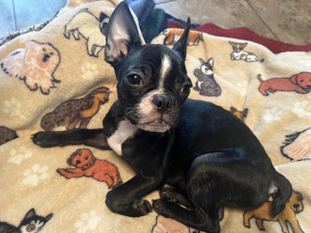 Enlarge Truffle, a Adopted mixed breed in Jackson, TN image 1/4