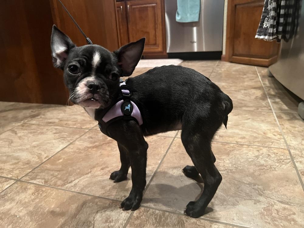 Enlarge Truffle, a Adopted mixed breed in Jackson, TN image 4/4