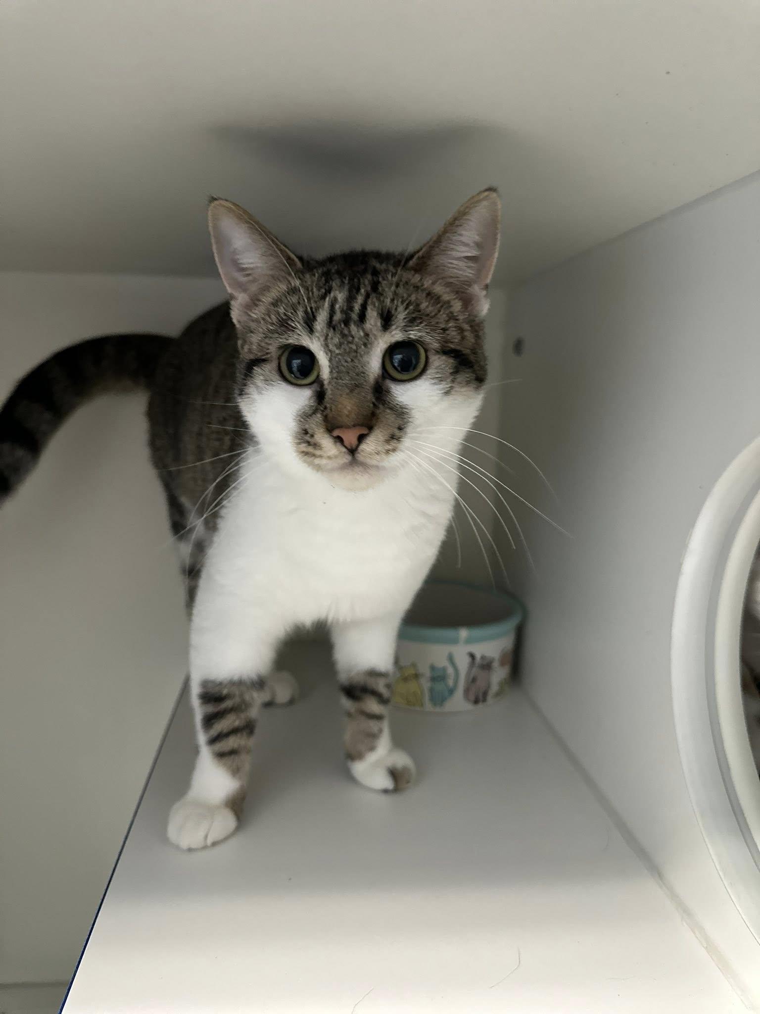 Enlarge Robby, a ADOPTABLE Domestic Short Hair in Clinton, IL image 1/2