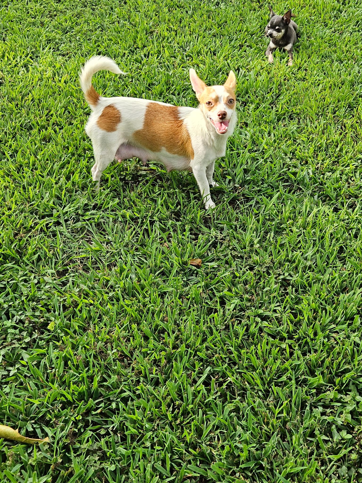 Enlarge MOM SINA 2026-331, a Adoptable Chihuahua in Winder, GA image 1/2