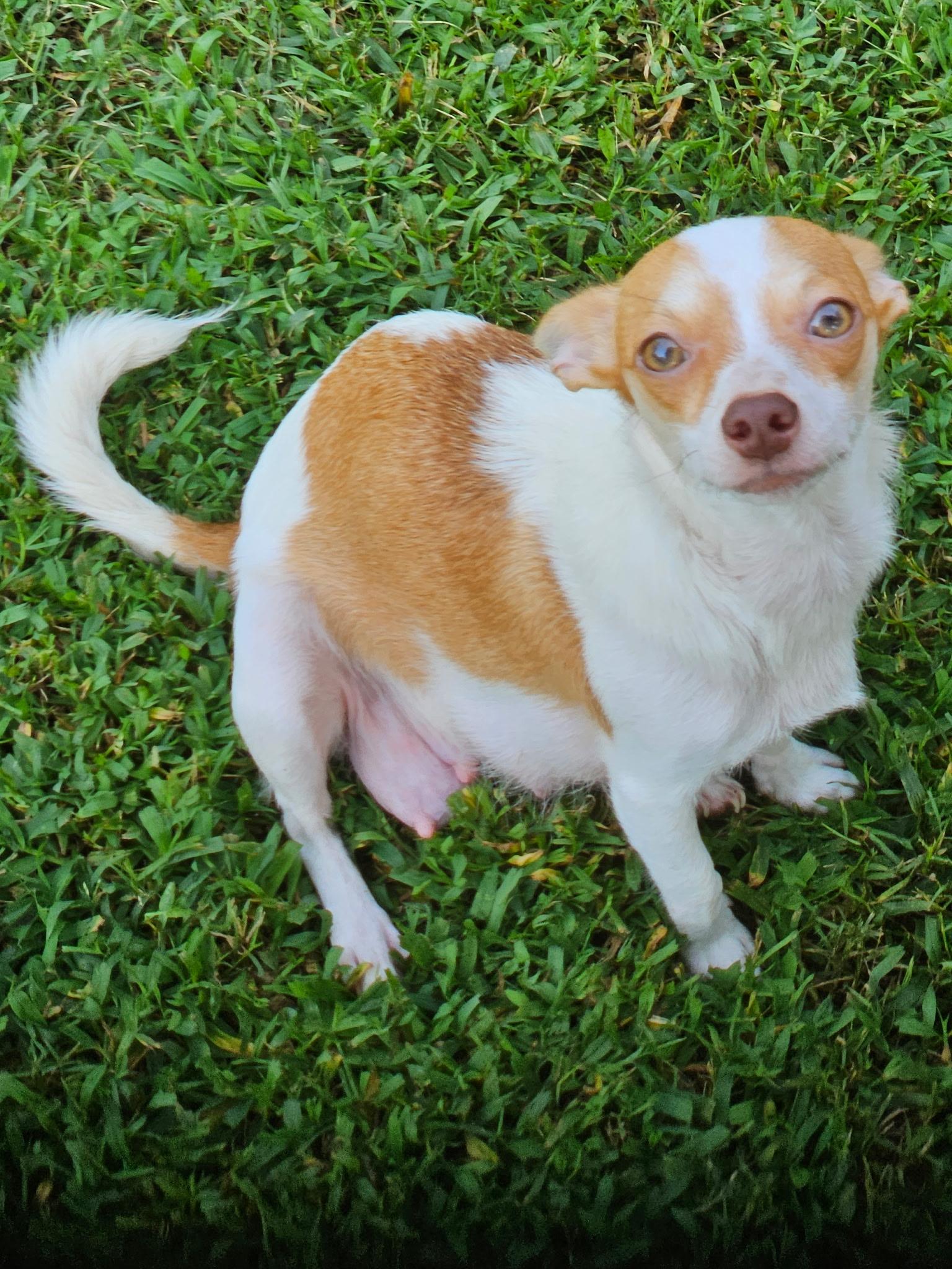 Enlarge MOM SINA 2026-331, a Adoptable Chihuahua in Winder, GA image 2/2