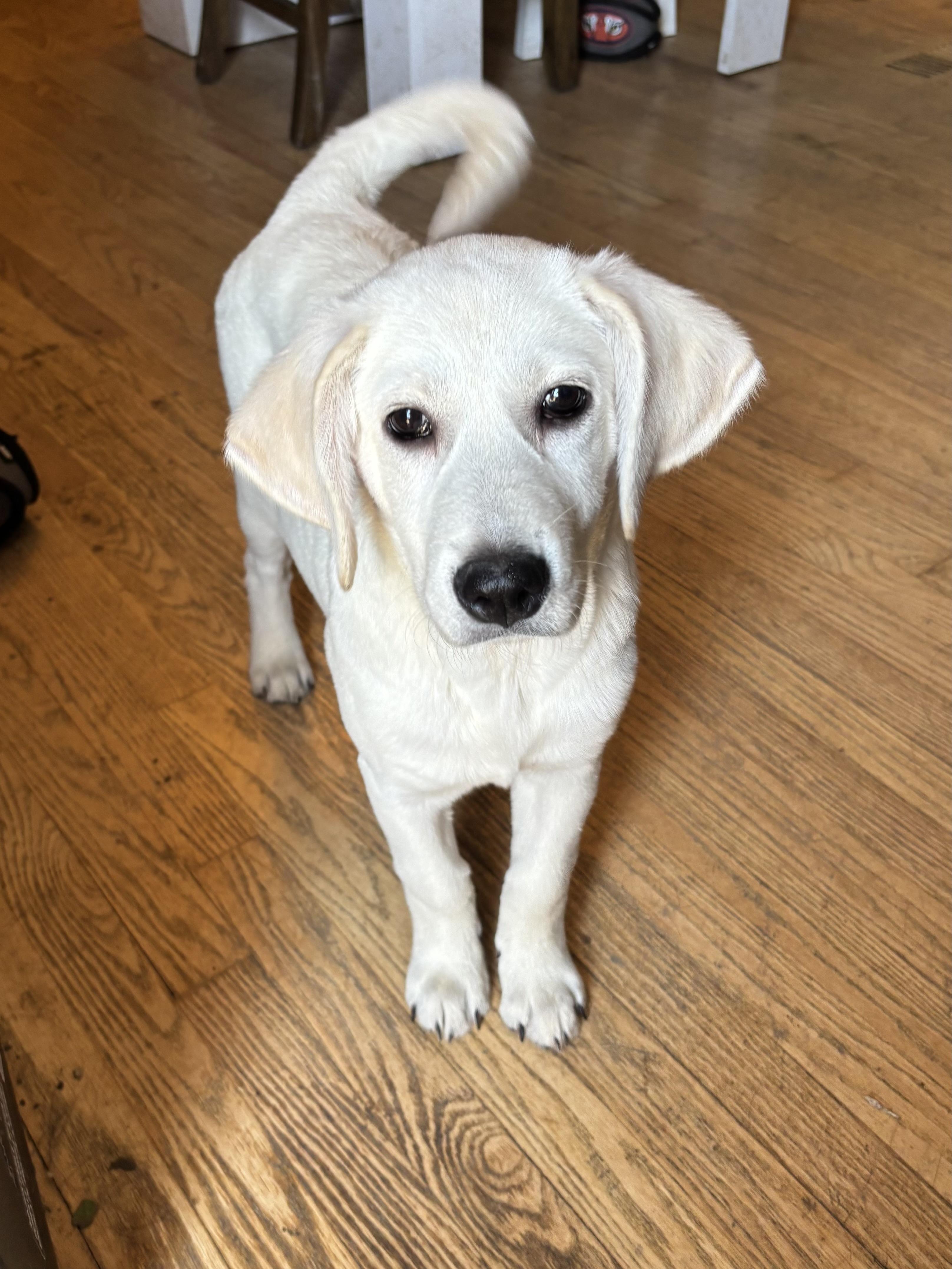 Gretchen Wieners , an adopted mixed breed in Orland Park, IL image 2/3