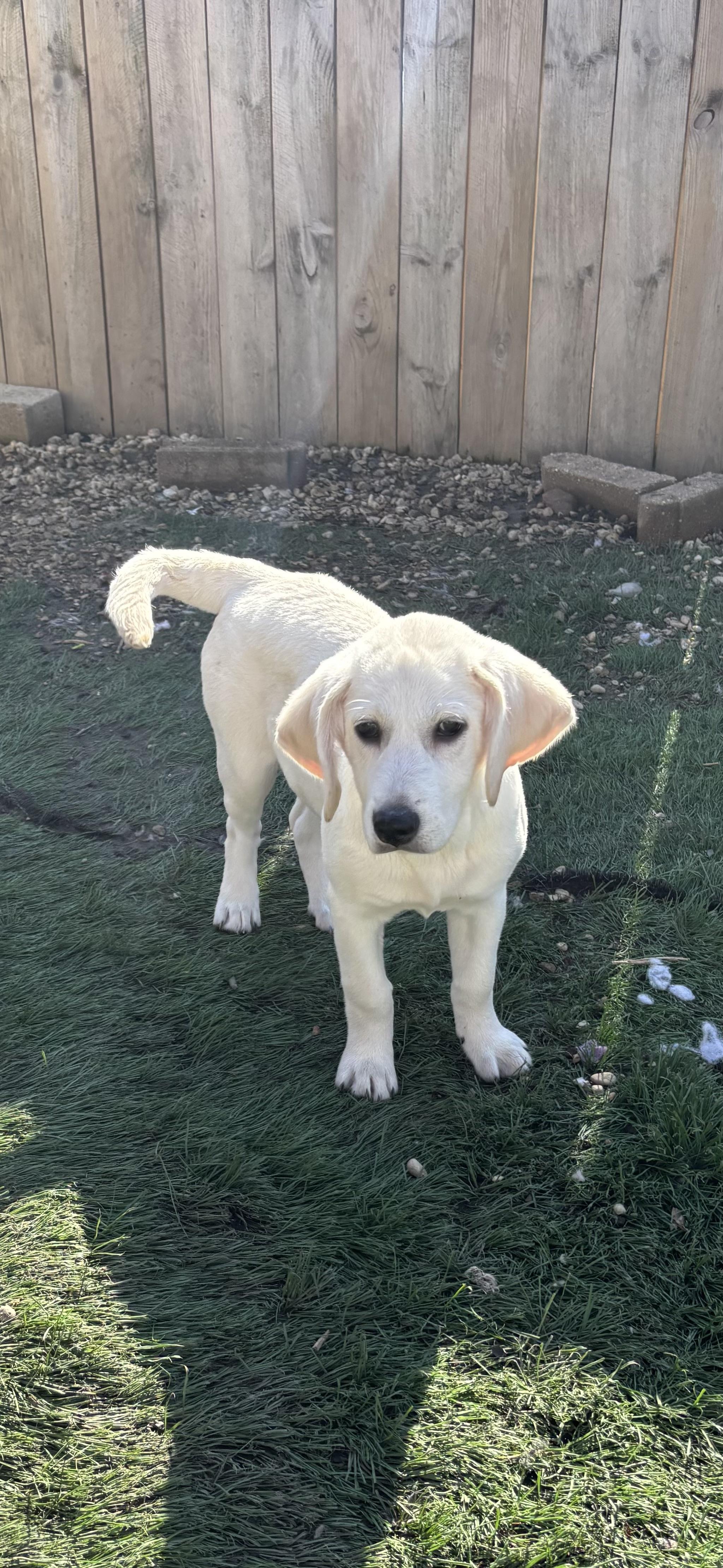 Gretchen Wieners , an adopted mixed breed in Orland Park, IL image 3/3
