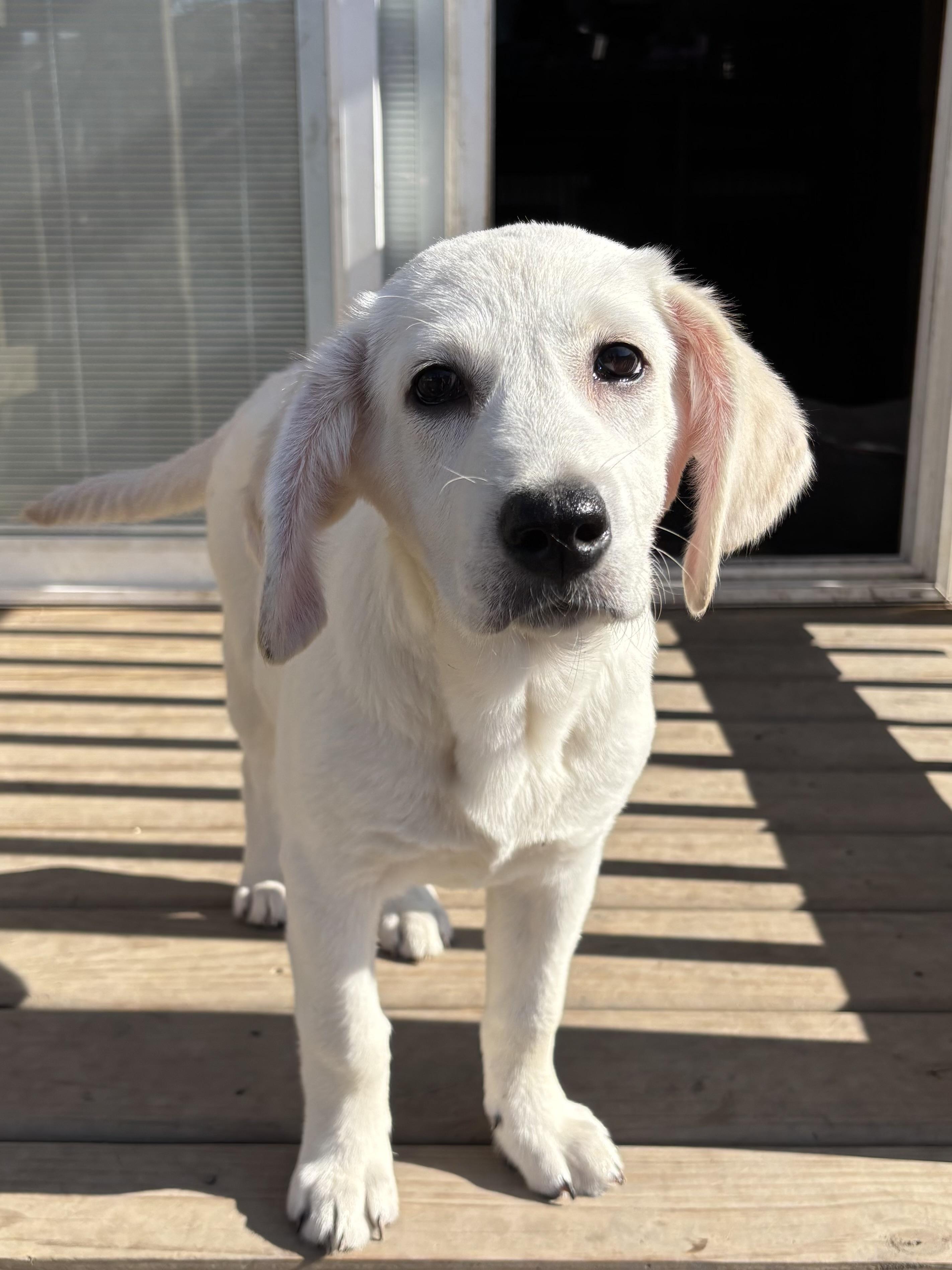 Gretchen Wieners , adopted, Puppy Female Labrador Retriever & Great Pyrenees.