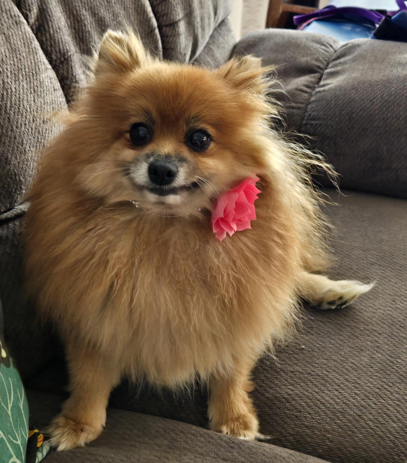 Dolly 4463, Adopted, Adult Female Pomeranian.