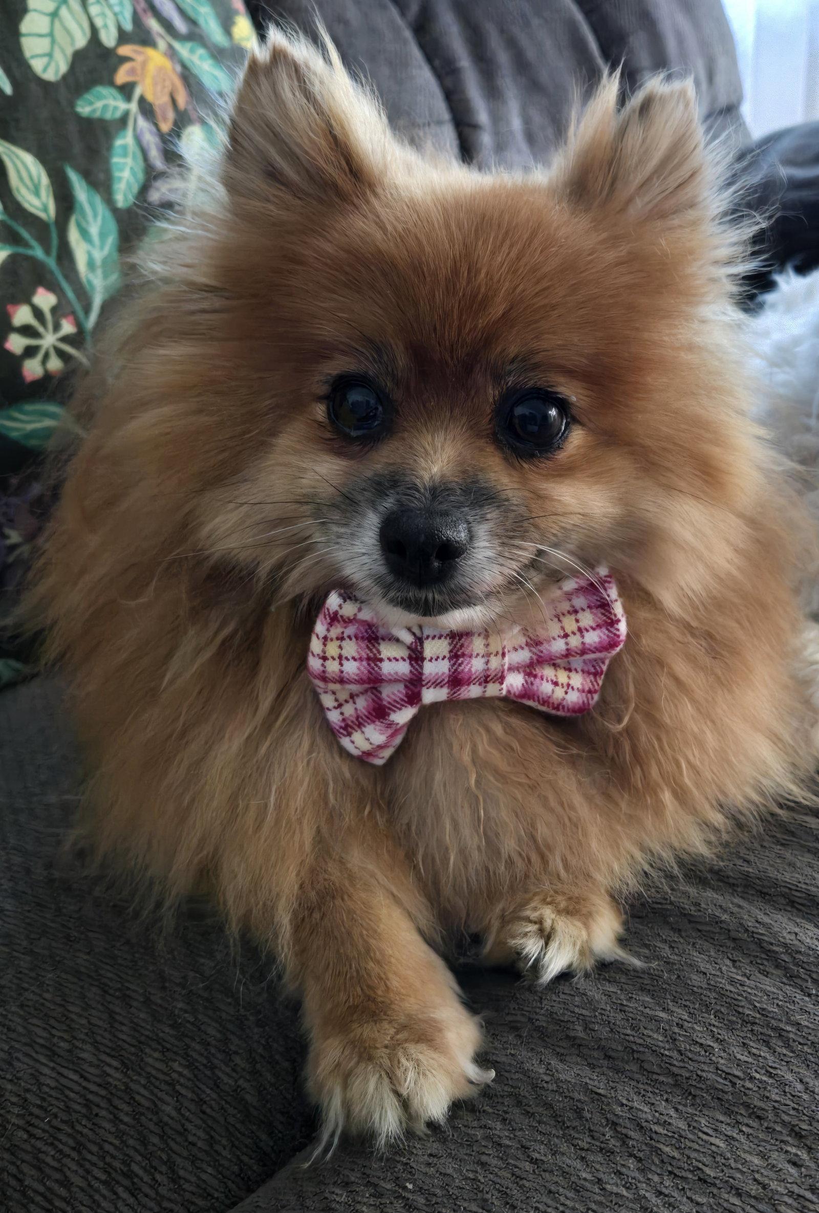 Enlarge Dolly 4463, a Adopted Pomeranian in Pickering, ON image 3/3