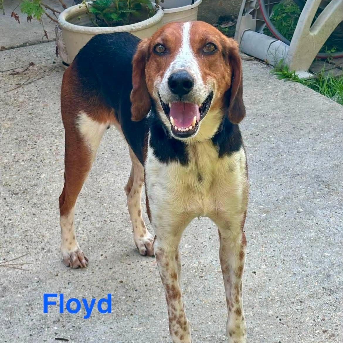 Enlarge FLOYD, a ADOPTABLE mixed breed in Madisonville, LA image 1/5