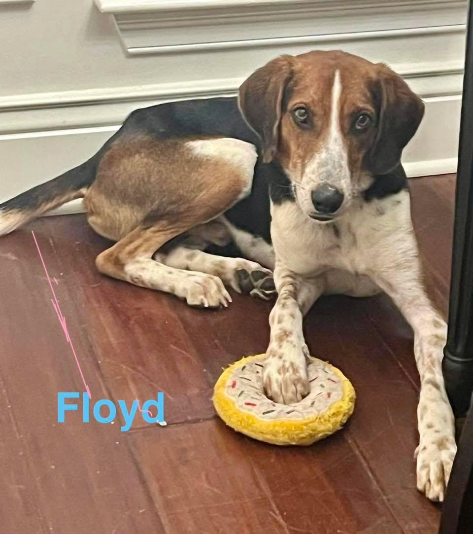 FLOYD, ADOPTABLE, Adult Male Treeing Walker Coonhound & American Foxhound.