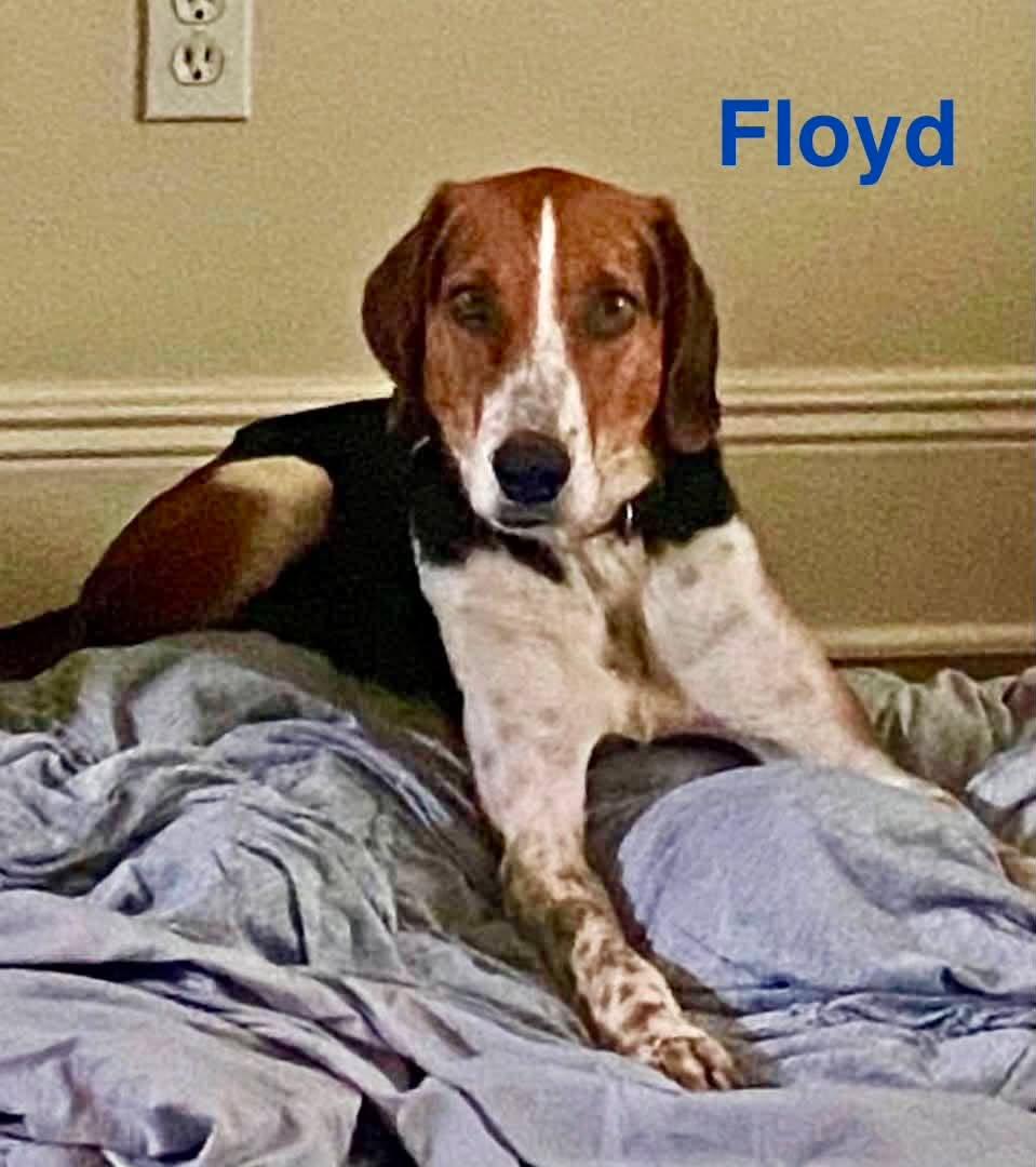 FLOYD, a ADOPTABLE mixed breed in Madisonville, LA image 3/5