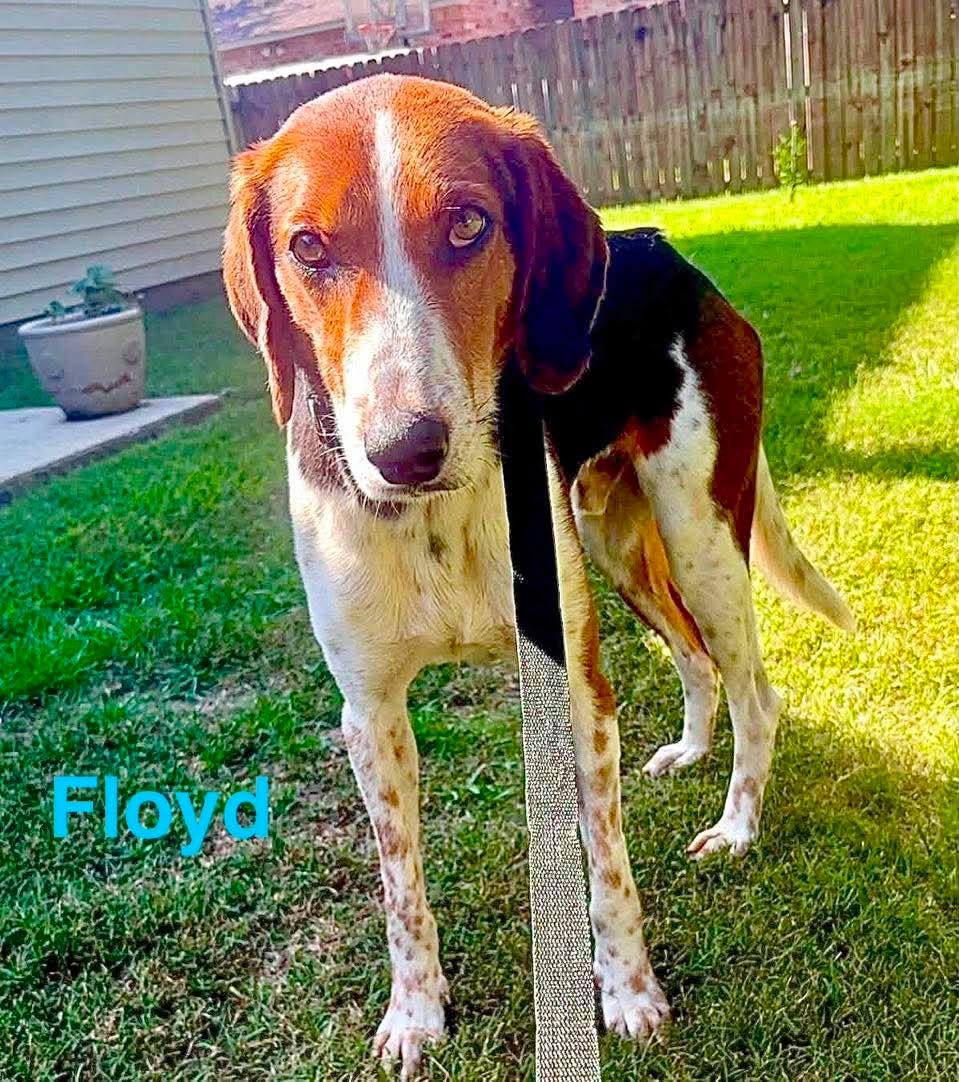 FLOYD, a ADOPTABLE mixed breed in Madisonville, LA image 4/5