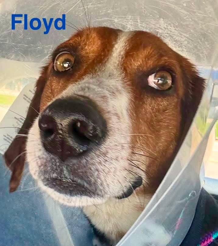 FLOYD, a ADOPTABLE mixed breed in Madisonville, LA image 2/5