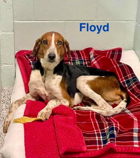 FLOYD, a ADOPTABLE mixed breed in Madisonville, LA image 5/5