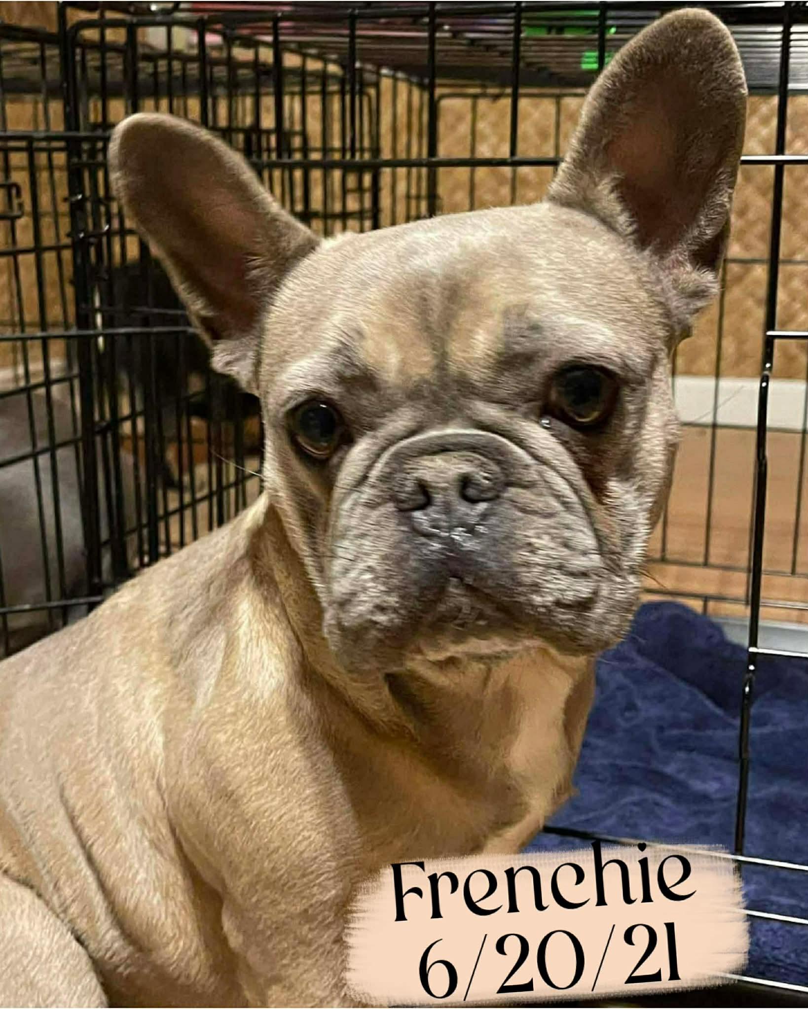 Enlarge Harper, a ADOPTABLE French Bulldog in Brunswick, ME image 1/1