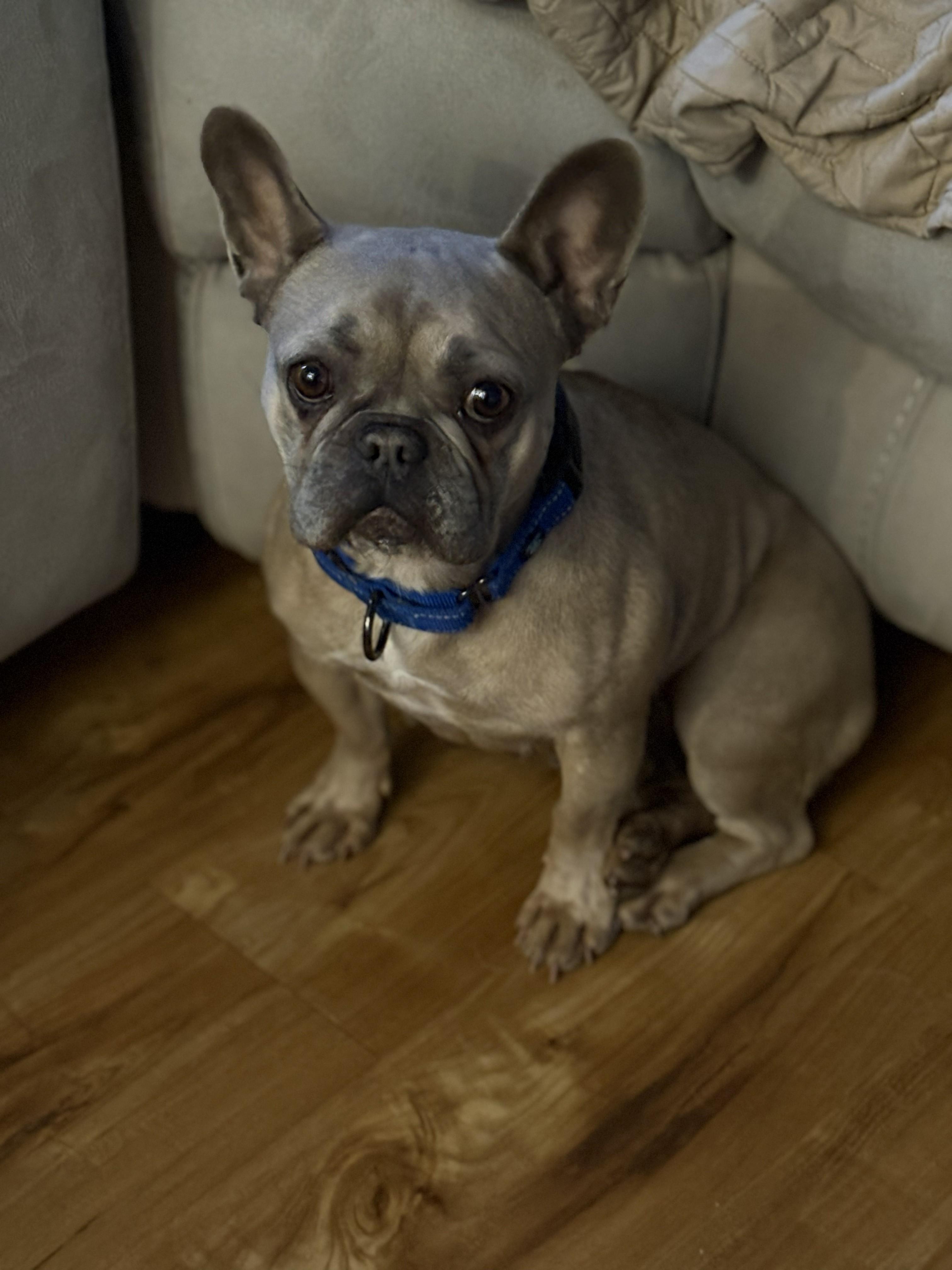 Harper, an adopted French Bulldog in Brunswick, ME image 1/2