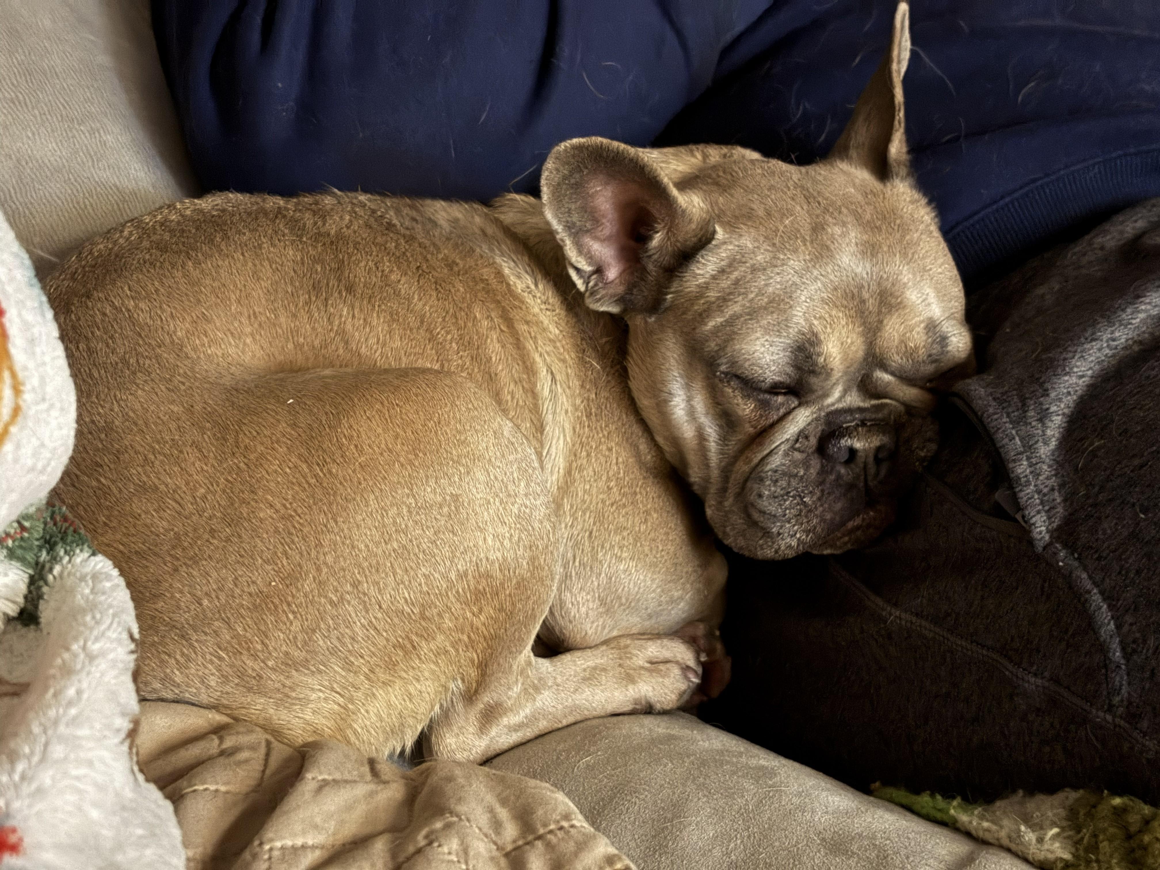 Harper, an adopted French Bulldog in Brunswick, ME image 2/2