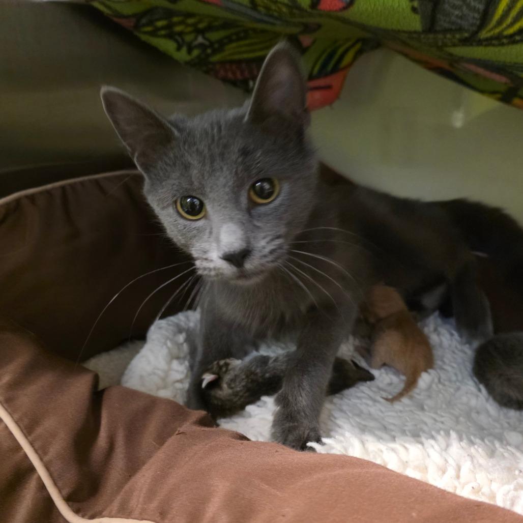 Enlarge Ms. Piggy, a Adoptable Domestic Short Hair in Port Townsend, WA image 5/6