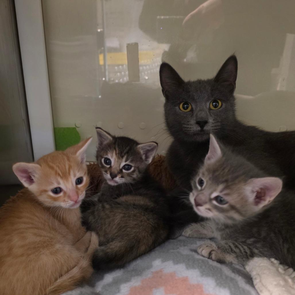 Enlarge Ms. Piggy, a Adoptable Domestic Short Hair in Port Townsend, WA image 6/6