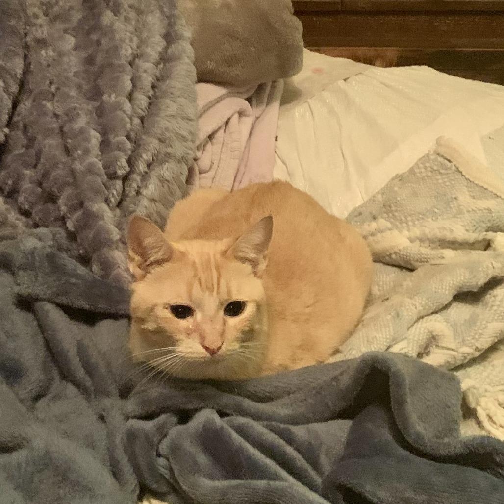 Angel, Adoptable, Adult Female Domestic Short Hair.