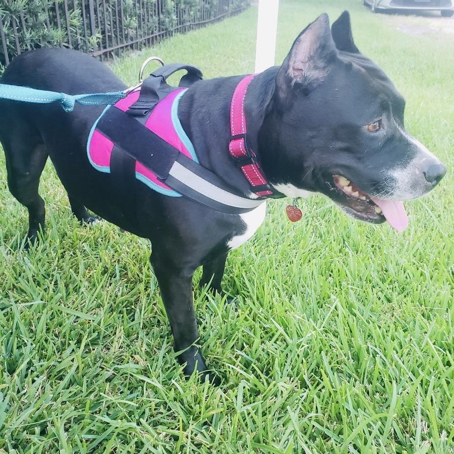 Mary (Reduced Rover), a Adoptable Pit Bull Terrier in New Orleans, LA image 1/5