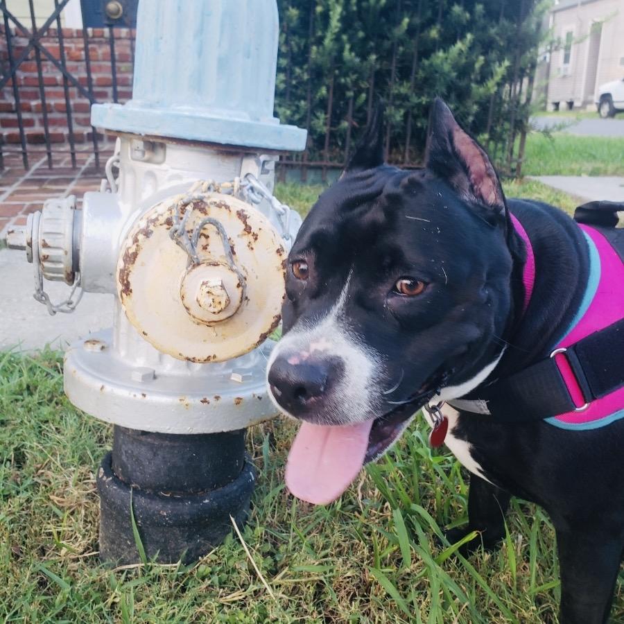 Mary (Reduced Rover), Adoptable, Adult Female Pit Bull Terrier.