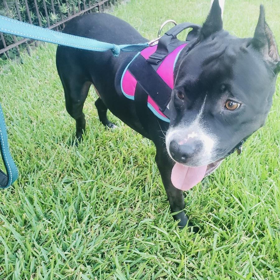 Mary (Reduced Rover), Adoptable, Adult Female Pit Bull Terrier.